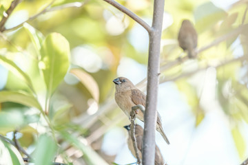 little birds at home on tree