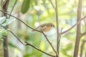little birds at home on tree