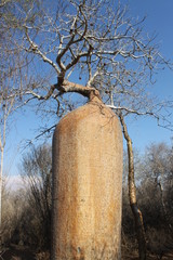 Affenbrotbaum (Baobab) in Madagaskar