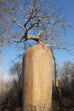 Affenbrotbaum (Baobab) in Madagaskar