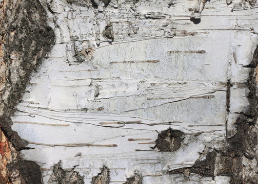 Natural background of birch bark with natural birch texture
