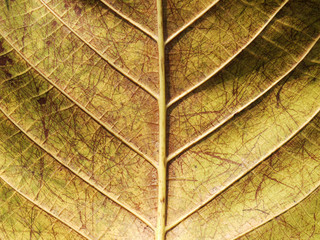 fall leaf or yellow leaf background texture