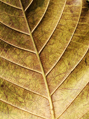 fall leaf or yellow leaf background texture