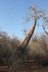 Affenbrotbaum (Baobab) in Madagaskar