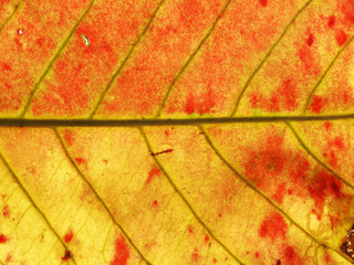grunge autumn leaf texture