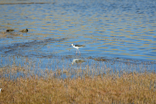sandpiper