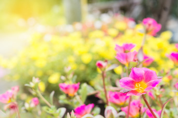 Fototapeta premium beautiful flowers garden with sunlight spring