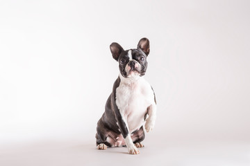 Boston Terrier dog sitting on a grey background watching intently to the side of the camera