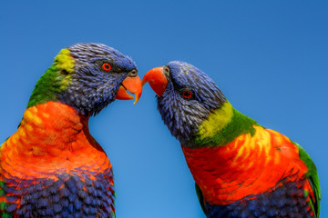 A pair Rainbow lorikeets 