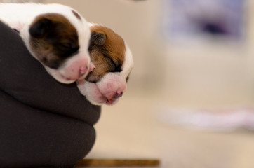 Piękne nowo narodzone szczenięta jack russell terrier, śpią słodko w puchatym łóżku. Rozmycie tła i mała głębia ostrości. - obrazy, fototapety, plakaty