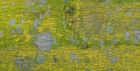 Close up green bark texture of rubber tree : Abstract background