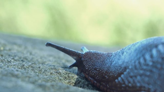 Slug moving slowly on the stone 1.