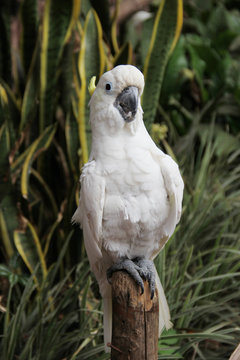 Cute Parrot
