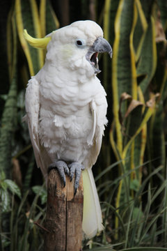 Parrot