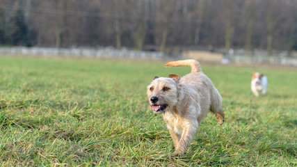 Mix jack russell terrier biega szczęśliwy po zielonej łące jesienią.