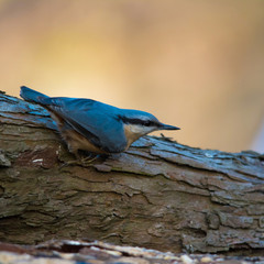 Wildlife photo, eurasian nuthatch standing on old fallen wood, Slovakia forast, Europe