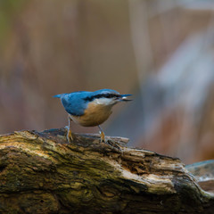 Naklejka premium Wildlife photo, eurasian nuthatch standing on old fallen wood, Slovakia forast, Europe