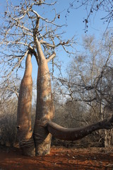 Affenbrotbäume (Baobabs) in Madagaskar