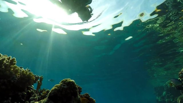 the underwater world of the Red Sea Sharm El Sheikh