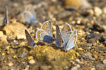 Many pretty gossamer-winged butterflies resting together