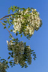 Acacia flowers in spring