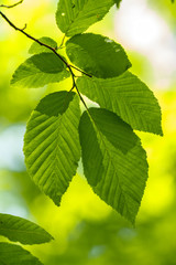 Fototapeta na wymiar Close up of hornbeam leaves at spring