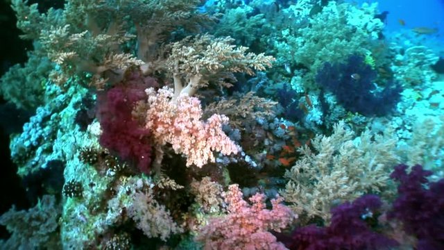 Underwater relax video about coral reef of Red sea. Bright orange marine nature on background of beautiful lagoon.