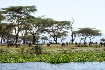 Crescent-Halbinsel Lake Naivasha