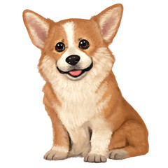 Dog Welsh Corgi
