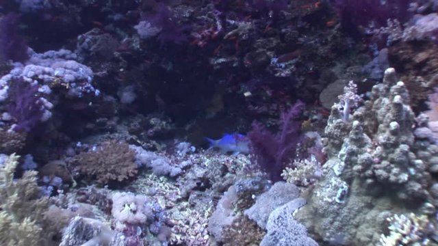 Underwater relax video about fish in coral reef in pure transparent of Red sea. Bright marine nature on background of beautiful lagoon.