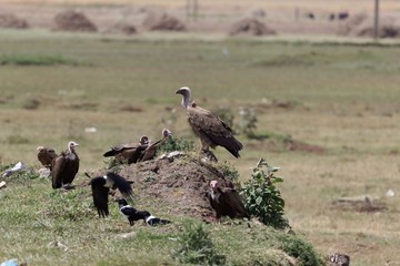 White-backed Vulture (Gyps africanus) with Hooded Vultures (Necrosyrtes monachus)