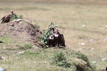 Hooded Vultures (Necrosyrtes monachus) with an African sacred ibis (Threskiornis aethiopicus)
