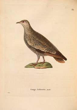 Bird grouse.