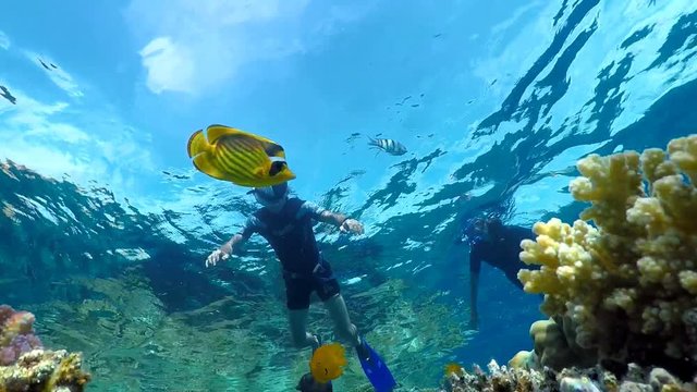 Diving with a tube off the coast of Sharm El Sheikh