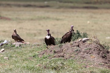 Hooded Vultures (Necrosyrtes monachus)