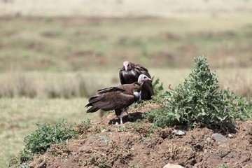 Hooded Vultures (Necrosyrtes monachus)