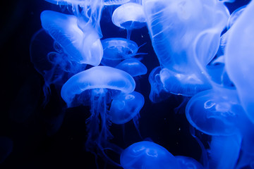 Quallen im Wasser