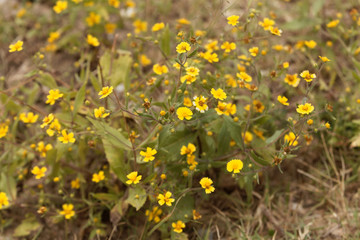 Flowers of Guizotia schimperi