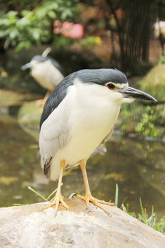Birds in the wild (1)