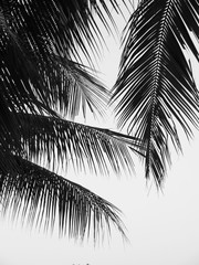 Obraz premium beautiful palms leaf on white background