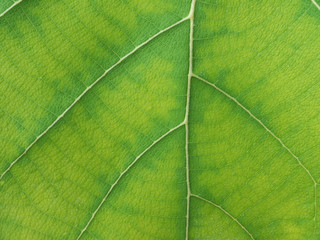 green leaf texture ( teak leaf )