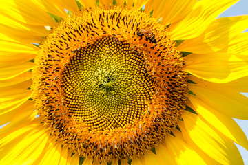Closeup beautiful sunflowers garden natural background. Summer landscape.