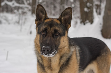 German Shepherd dog, standing in the snow