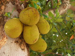 The jackfruit tree and their leaf in background