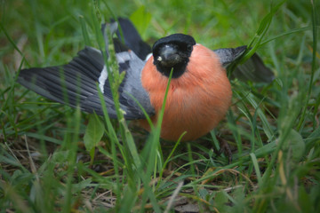 Bird with red breast sitting in grass