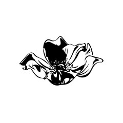 Hand drawn delicate anemone flower calligraphy style