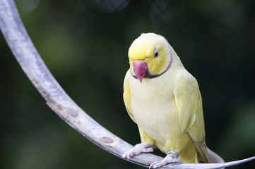 Perruche jaune à collier rose