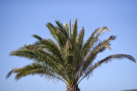 View from below on a palm tree list, against the sky, Lanzarote Canary Islands
