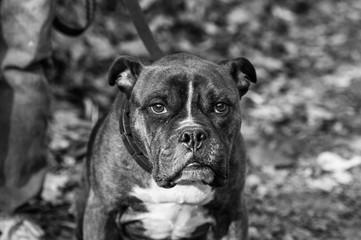 Pitbull Dog Portrait in Black and White