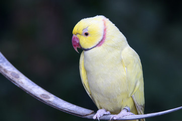 Perruche jaune à collier rose